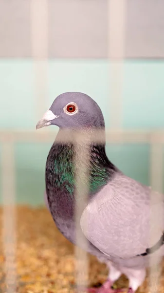 Птица в клетке в конкурсе по птицеводству на сельскохозяйственном шоу — стоковое фото