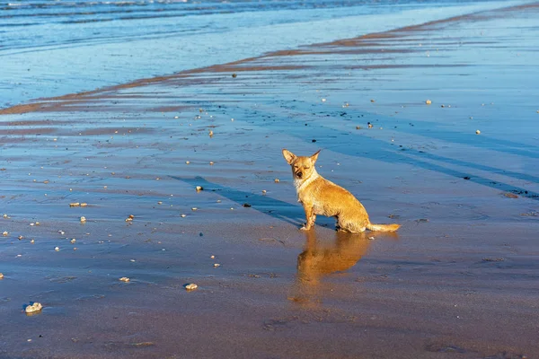 Perro pequeño sentado en la playa a la luz del sol —  Fotos de Stock