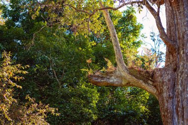 Ağaç Eğrelti otları Bir Dal da büyüyor