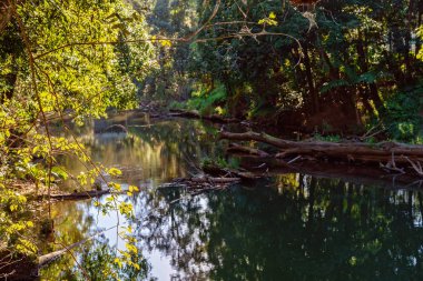 Durgun Su Yağmur Ormanları Nehri üzerinde ağaçlar aracılığıyla Parlak Güneş ışığı