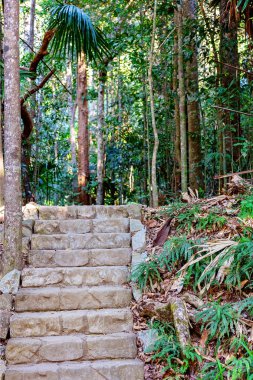Yemyeşil Tropikal Avustralya Yağmur Ormanları Into Stone Steps