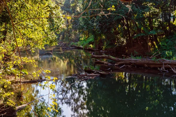 Gleißendes Sonnenlicht durch die Bäume über einem stillen Regenwaldfluss — Stockfoto