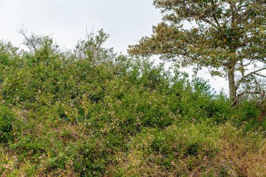 Bir Avustralya Yağmur Ormanlarında Yayılan Zararlı Lantana Weed