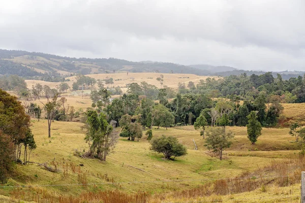 Os Rolling Hills de pastagem de laticínios na Austrália — Fotografia de Stock