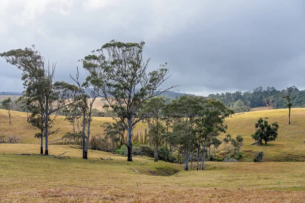 Den rullande kullar av mejeri odling betesmark i Australien — Stockfoto