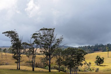 Avustralya'da Süt Yetiştiriciliği Mera Üzerinde Rolling Hills Ve Ağaçlar