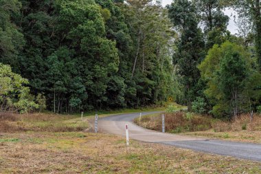 Avustralya Tropikal Yağmur Ormanları Through Road