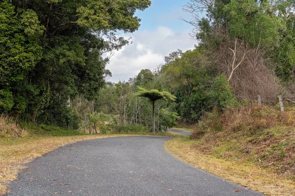 Avustralya Tropikal Yağmur Ormanları Through Road
