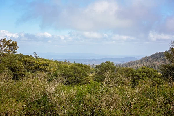 Albero in primo piano verso le catene montuose in lontananza e cielo blu — Foto Stock