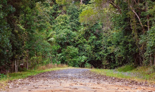 Weg naar het Australische tropische regenwoud — Stockfoto