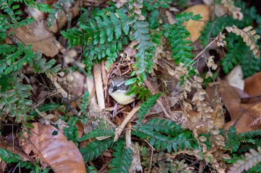 Küçük Gri Fantail kuş tropikal bir yağmur ormanı onun gizli yuvadan dışarı bakıyor