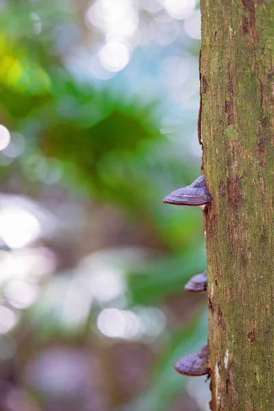 Houby na kmeni tropického stromu — Stock fotografie