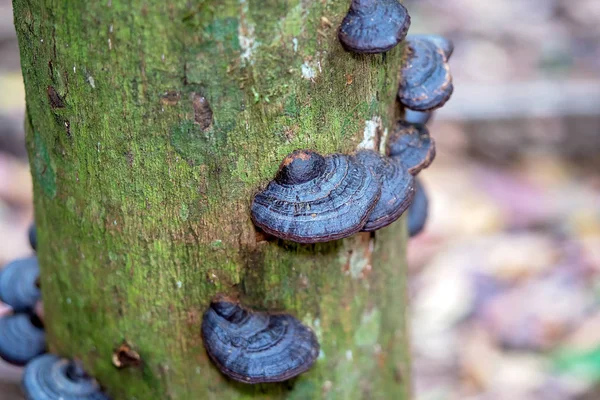 Tropik Ağaç Gövdesinde Büyüyen Mantarlar