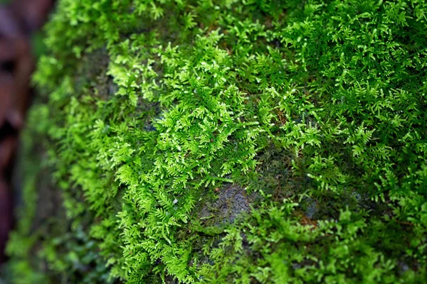 Samambaia pequena exuberante em uma floresta tropical — Fotografia de Stock