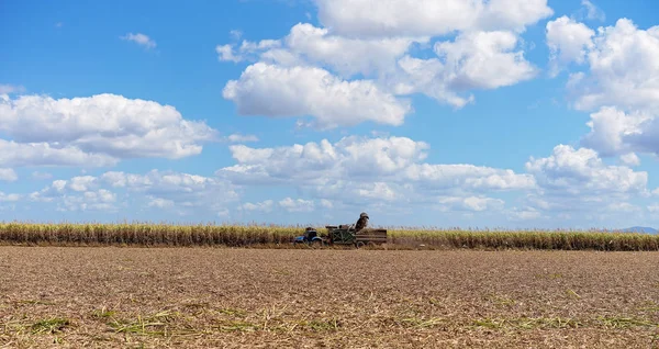 Sugar Cane Harvesting During Crushing Season In Australia