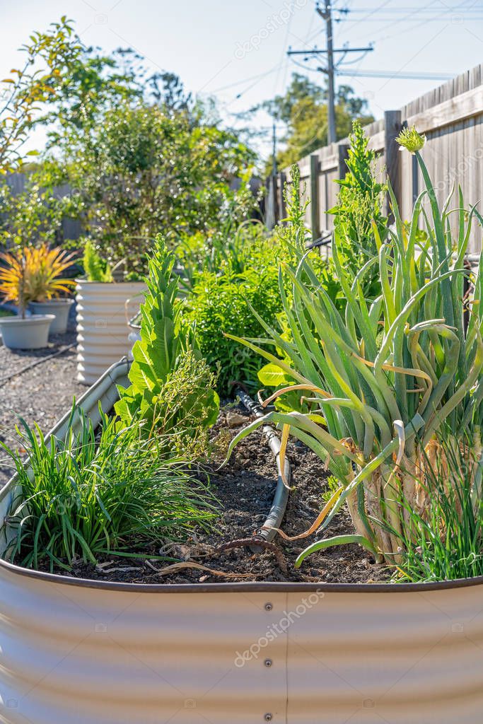 Raised Garden Bed In A Home Backyard