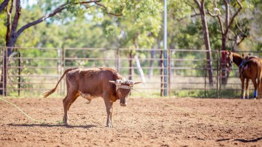 Avustralya takım Calf roping at ülke Rodeo