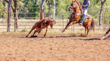 Avustralya takım Calf roping at ülke Rodeo