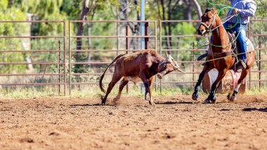 Avustralya takım Calf roping at ülke Rodeo