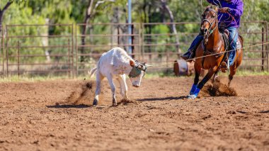 Avustralya takım Calf roping at ülke Rodeo