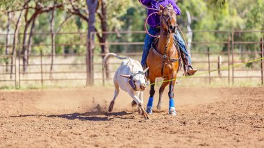 Avustralya takım Calf roping at ülke Rodeo