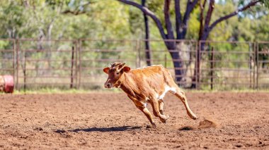 Avustralya takım Calf roping at ülke Rodeo