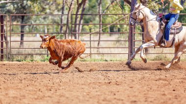 Avustralya takım Calf roping at ülke Rodeo