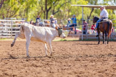 Avustralya takım Calf roping at ülke Rodeo