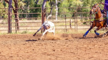 Avustralya takım Calf roping at ülke Rodeo