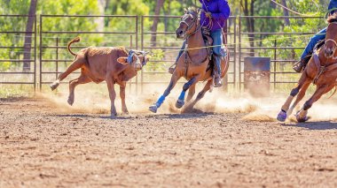 Avustralya takım Calf roping at ülke Rodeo