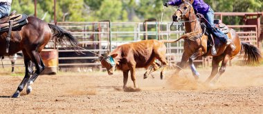 Avustralya takım Calf roping at ülke Rodeo