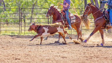 Avustralya takım Calf roping at ülke Rodeo