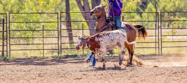 Avustralya takım Calf roping at ülke Rodeo