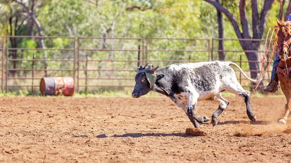 Een lopende kalf op een Australische land Rodeo — Stockfoto