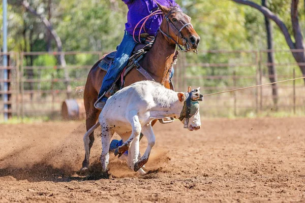 Echipa Australiană Vițelul Ropeing La Țară Rodeo — Fotografie, imagine de stoc