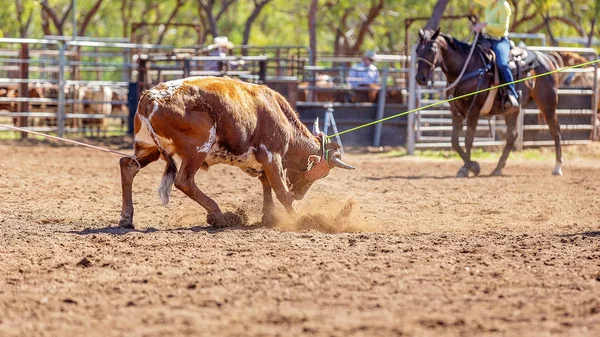 Australisch team kalf roping op land Rodeo — Stockfoto