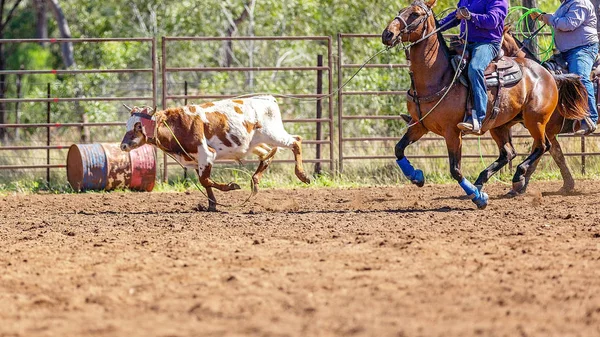 Equipe australiana bezerro Roping no país rodeio — Fotografia de Stock