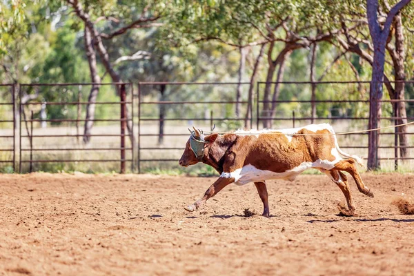 En rinnande kalv på en australiensisk Country Rodeo — Stockfoto