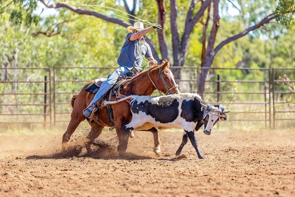 Equipo Australiano Calf Roping At Country Rodeo —  Fotos de Stock