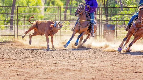 Equipe australiana bezerro Roping no país rodeio — Fotografia de Stock