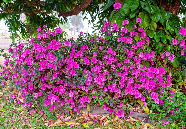 Blommande lila petunior i en hem trädgård — Stockfoto