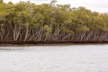 Bir Mangrov Bitki Örtüsü Eko Sistemi