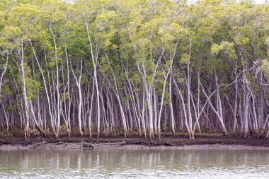 Bir Mangrov Bitki Örtüsü Eko Sistemi
