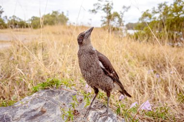 Bir Kaya Üzerinde Duran Bir Saksağan Yukarı Bakıyor