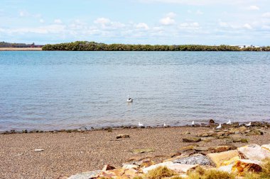 Kent Nehrinin Su Kenarında Akın Eden Kuşlar