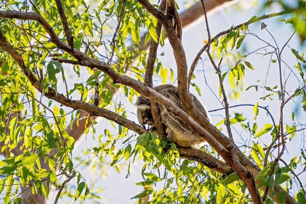 Australiano koala durmiendo en un árbol —  Fotos de Stock