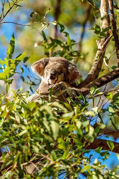 Avustralya koala bir ağaçta uykuda — Stok fotoğraf