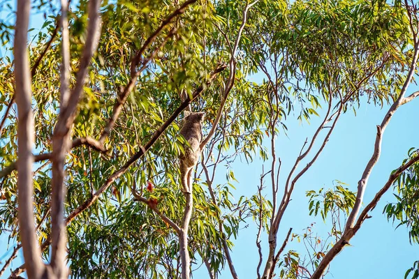 Австралийская коала выкарабкалась на тройню — стоковое фото