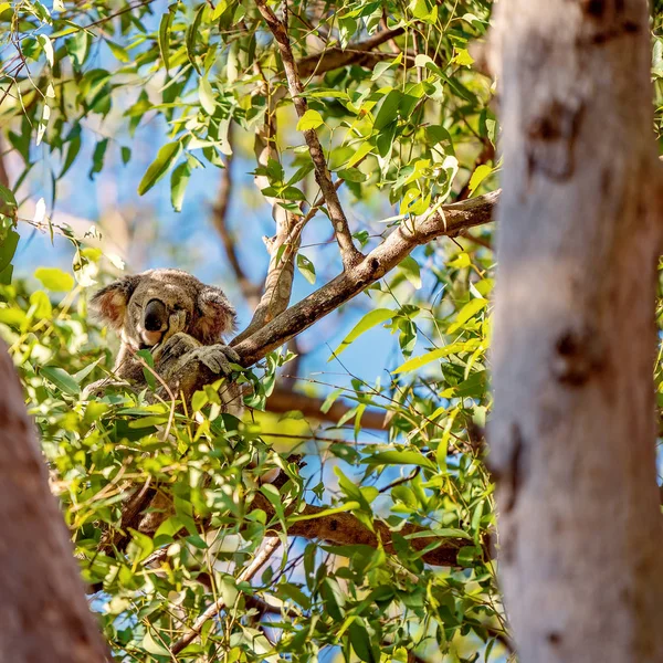 Australijska Koala śpi w drzewie — Zdjęcie stockowe