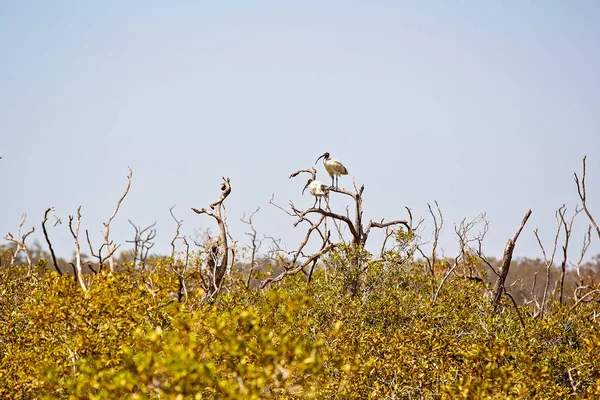 Birds In A Mangrove Eco System